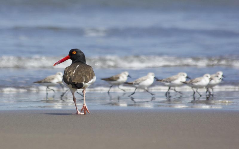 Atlas de Aves Nidificantes de Chile registrará conducta de especies en época reproductiva