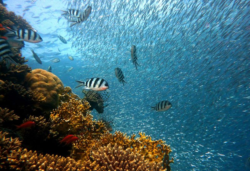 En simposio analizan acidificación oceánica, la amenaza más importante de los ecosistemas marinos