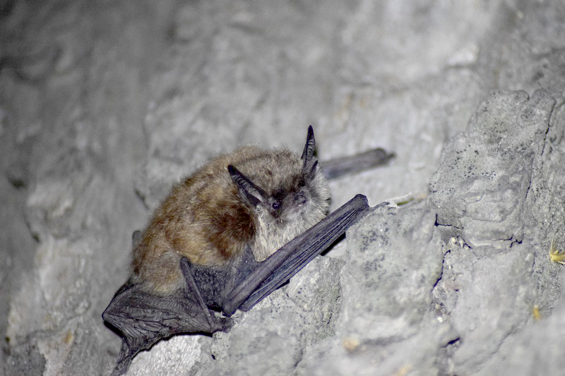 Investigadora de CiiCC-UST descubre nueva especie de murciélago en Chile: Myotis arescens