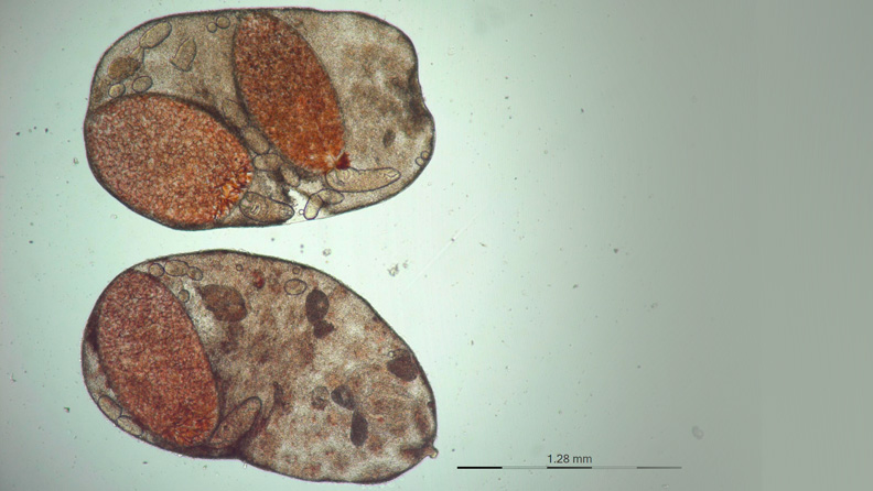 Host-parasite systems as a model for understanding the impacts of ocean acidification and temperature on species interactions: exploring patterns and mechanisms along the natural environmental gradient of the Chilean coast