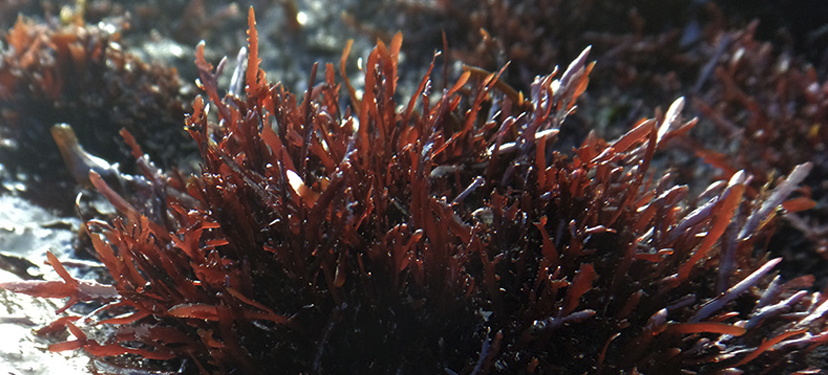 Desarrollo de técnicas de Manejo del Recurso Gelidium spp para La Diversificación de la Producción Algal de la Región del Biobío