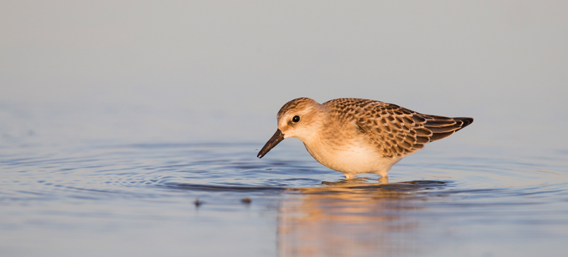 Patrones macroecológicos en la fauna de aves nidificantes de Chile: una perspectiva desde el modelamiento de nicho