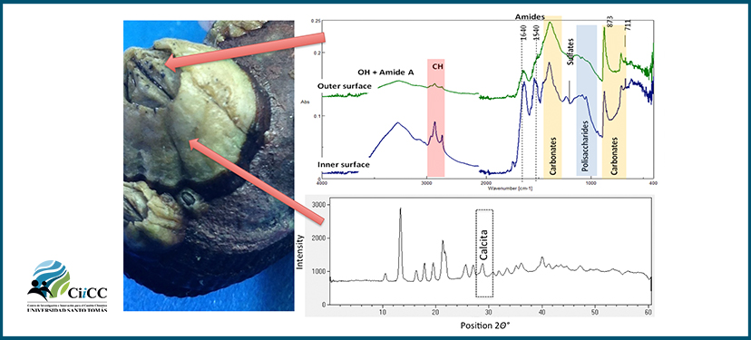 CarboNatLab network (Carbonate biomineralization along a Natural Laboratory)